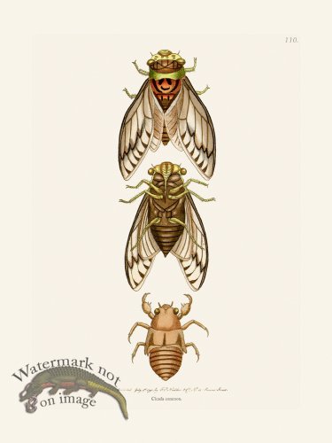 (image for) 110 Cicada common