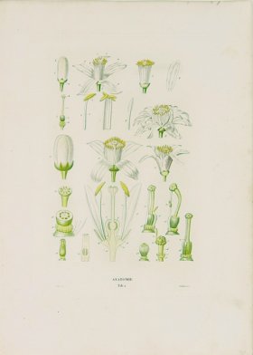 Poiteau Citrus 23