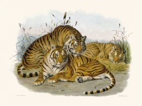 Elliot Cat 03 Tiger new Background