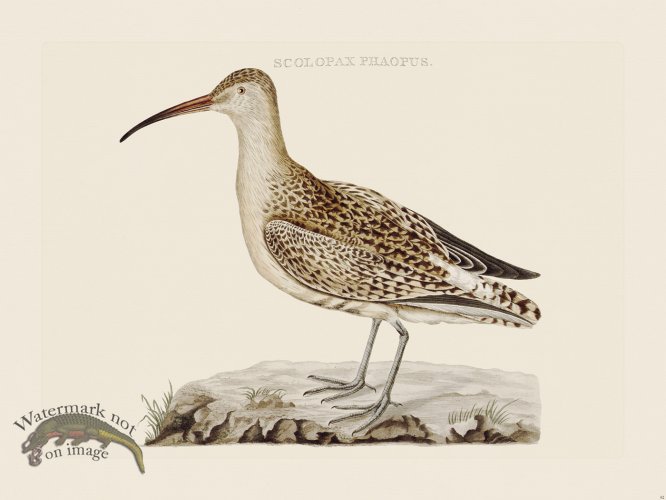 (image for) Nozeman Bird 082