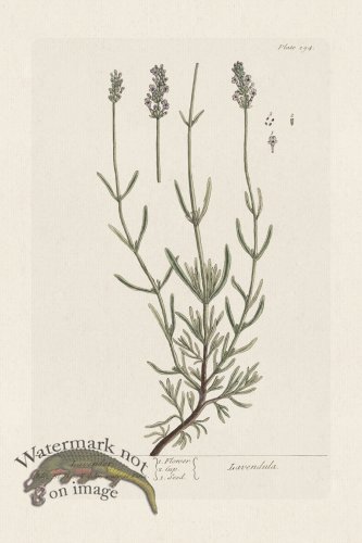 (image for) BEE 294 Lavender