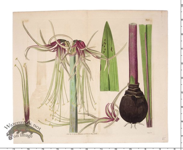 (image for) Curtis Botanical 023