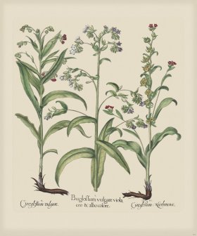 Besler 243 Colored B2