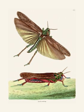 062 Loucast Wandering