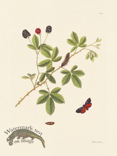 (image for) Abbot Butterfly 065