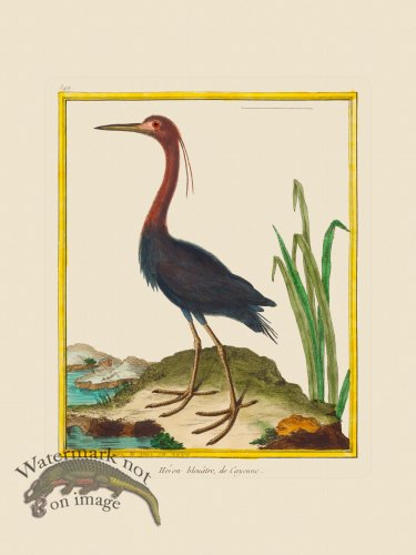 (image for) Martinet Bird 349
