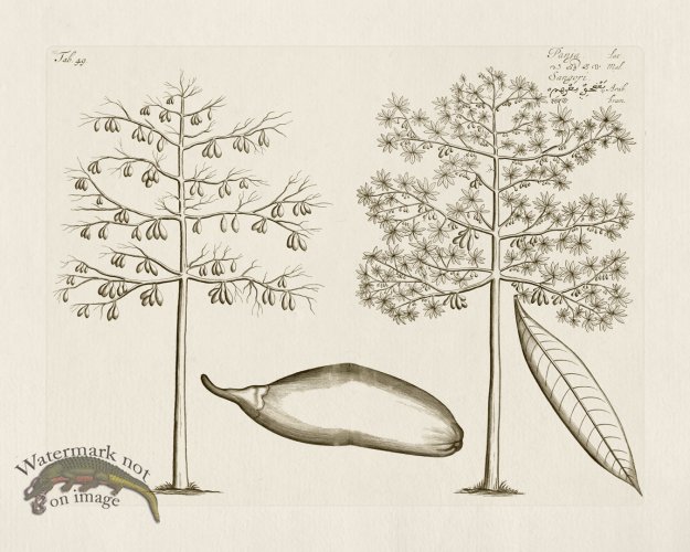 (image for) HORTUS VOl 03 49