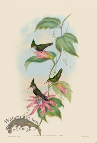 (image for) Gould Hummingbird 206