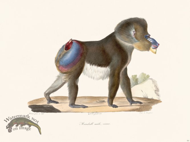 (image for) Cuvier 321 Mandrill Male Virux
