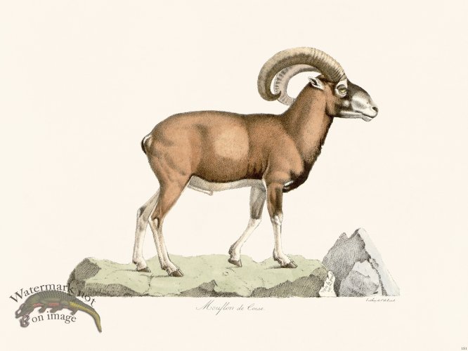 Cuvier 151 Meuffon de Cowe