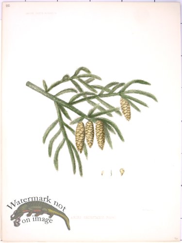 (image for) Lawson Pine Cone 28