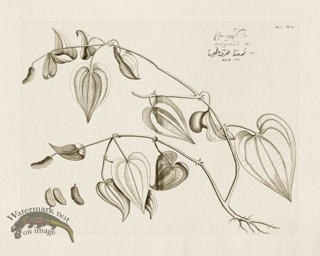 (image for) HORTUS VOl 07 14