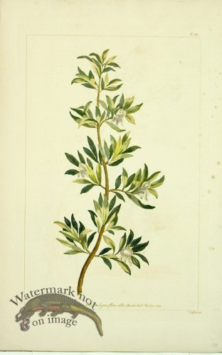 (image for) Philip Miller 111