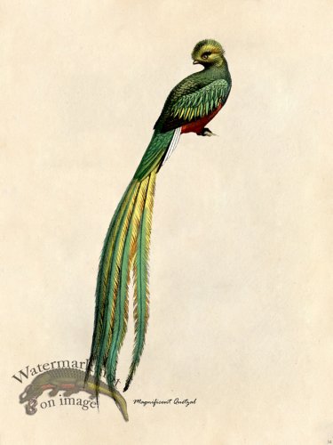 Magnificent Quetzal - Tribute Bd 34