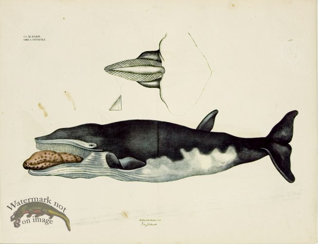 Goldfuss Humpback Whale