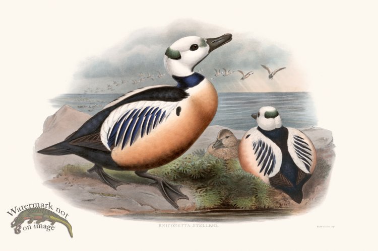 (image for) Gould Waterfowl 21