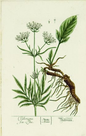 Blackwell German 011