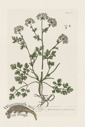 (image for) BEE 172 garden Parsley