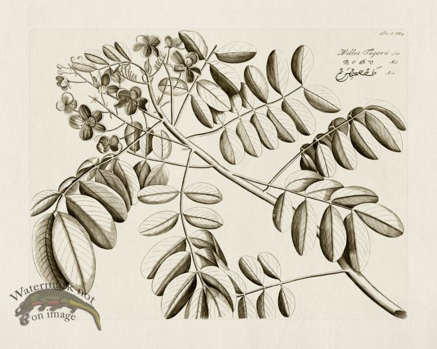 (image for) HORTUS VOl 06 09