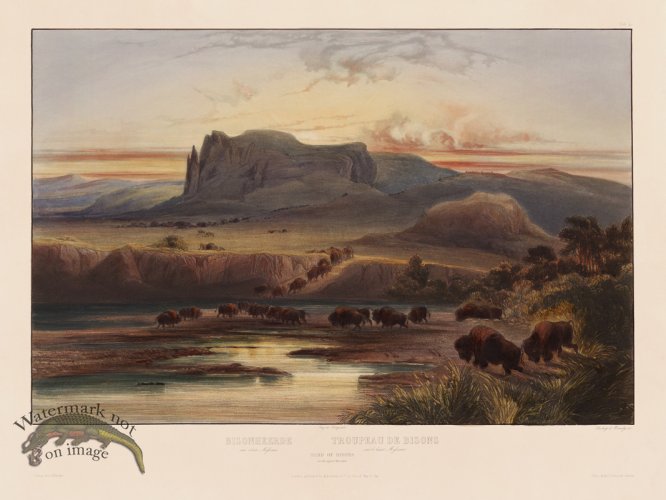 (image for) 40 Herd of Bison