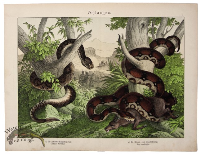 Boa Constrictor Timber Rattlesnake