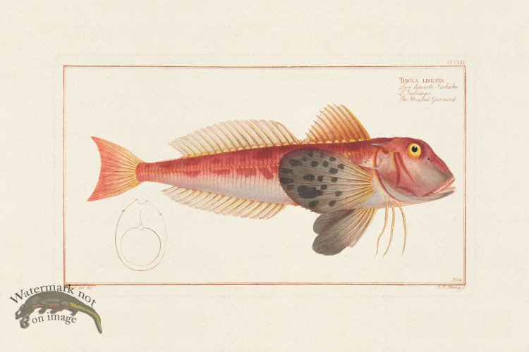 (image for) BLOCH FISH 354