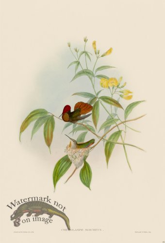 (image for) Gould Hummingbird 204