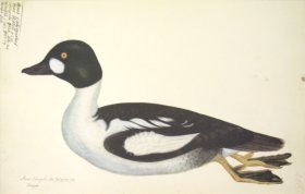 226 Swedish Birds . Anas clangula . Common Golde