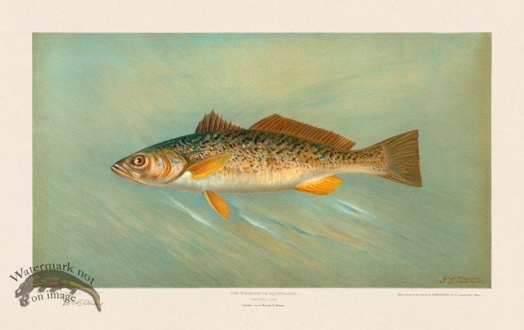(image for) Weakfish or Squeteague