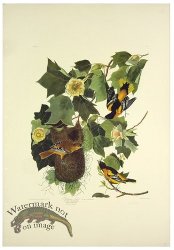 Baltimore Orioles L.E.