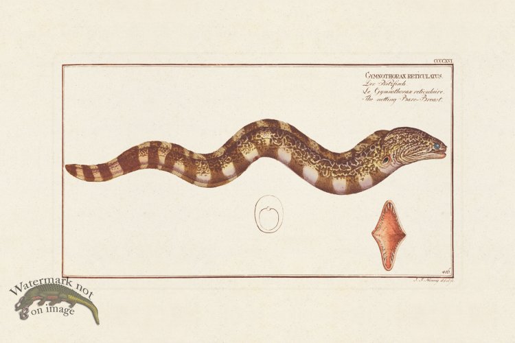 (image for) BLOCH FISH 416