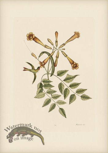 (image for) 065 Hummingbird