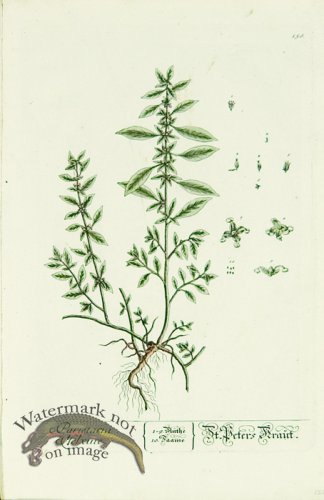 (image for) Blackwell German 137