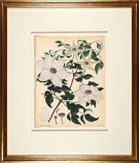 Andrews Botanicals in Gold Frame 03