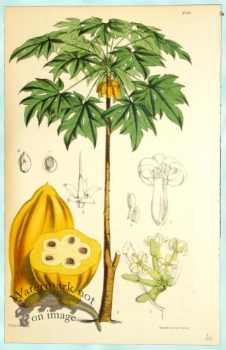 (image for) Curtis Palms 07