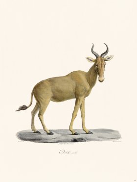 Cuvier 037 Male Bubale