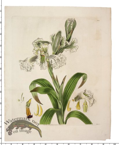 (image for) Curtis Botanical 027