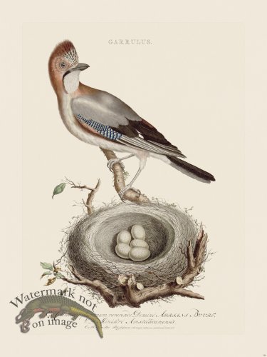 (image for) Nozeman Bird 144