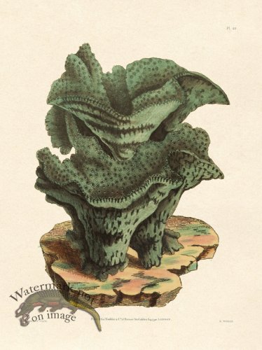 (image for) Shaw Nodder SL 40