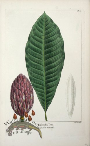 (image for) 04 Umbrella Tree