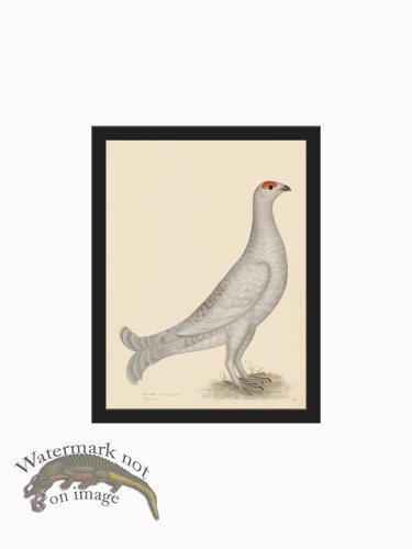 (image for) Rudbeck CFA_BF 18 GROUSE ALBINO