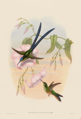 Gould Hummingbird 387