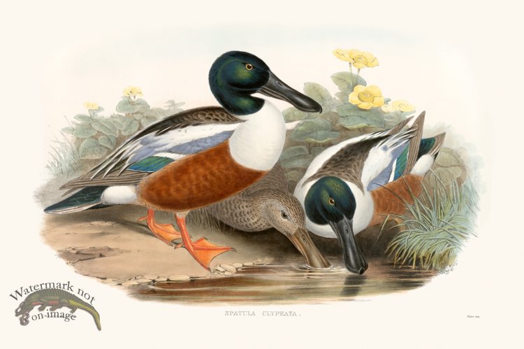 (image for) Gould Waterfowl 03