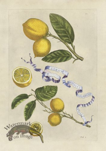 (image for) Ferrari 211