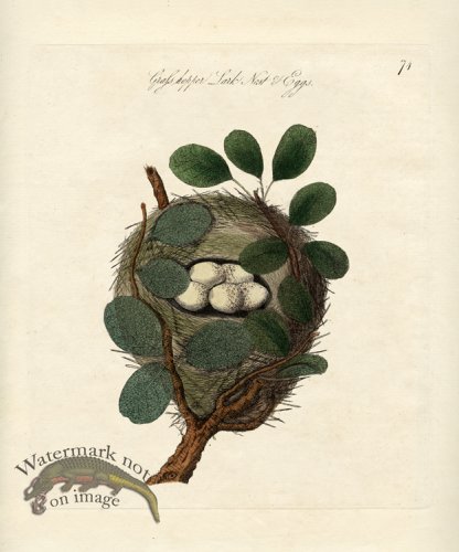 (image for) Grasshopper Lark Nest Eggs