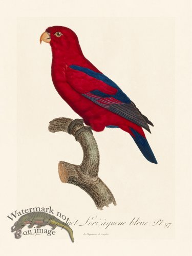 (image for) Barraband Parrot 097