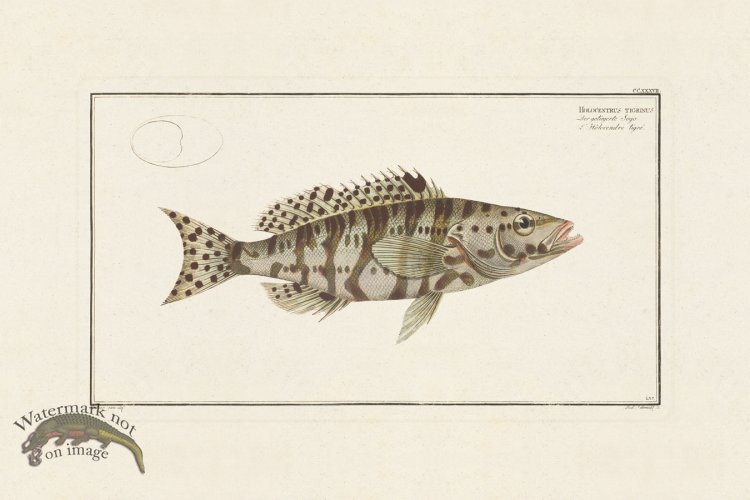 (image for) BLOCH FISH 237