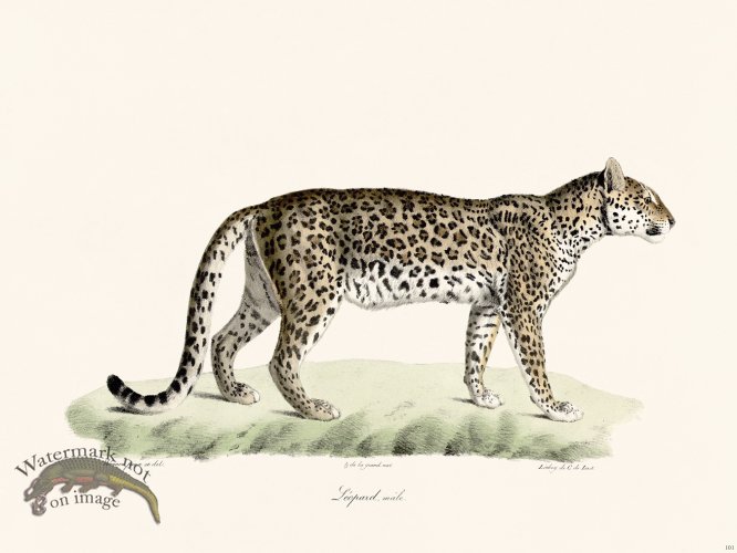 (image for) Cuvier 101 Male Leopard