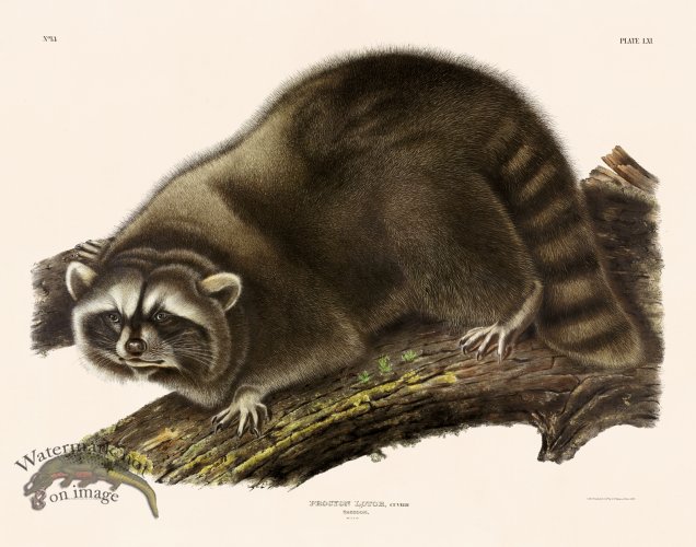 (image for) 111 Racoon