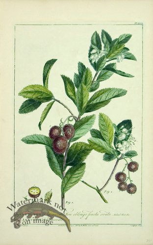 (image for) Philip Miller 019